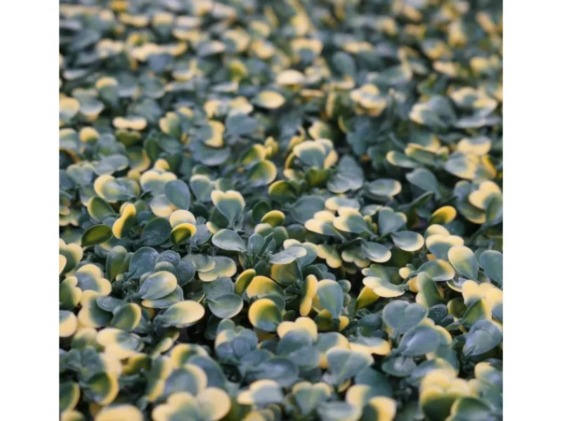 MCW Balkonsichtschutz|Wandfliese L78 - Buchs