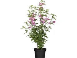 GROW by OBI Spaten|OBI Eibisch Topf-Ø 23 cm