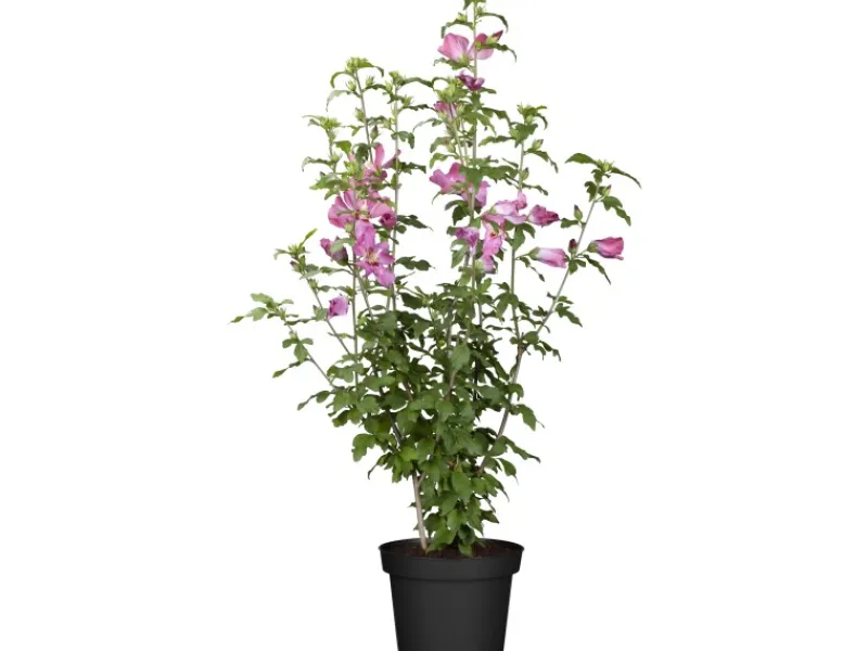 GROW by OBI Spaten|OBI Eibisch Topf-Ø 23 cm