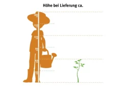 GROW by OBI Spaten|OBI Eibisch Topf-Ø 23 cm