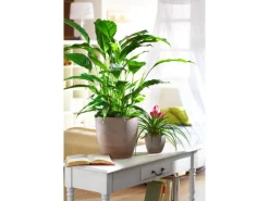 Übertopf 920 Ø 28 cm Earth*Scheurich Best