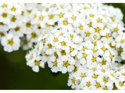 Spiraea Arguta Brautspiere Weiß 40–60 cm* Discount