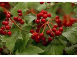Viburnum Opulus Gewöhnlicher Schneeball 60–100 cm Weiße Blüten* Online