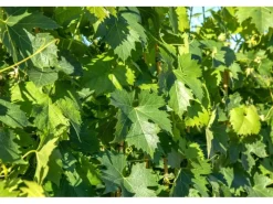 Vitis Vinifera Phönix Weinrebe 80–100 cm* Discount