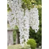 Wisteria Frutescens Nivea Amerikanische Glyzinie Weiß 60–100 cm* Hot