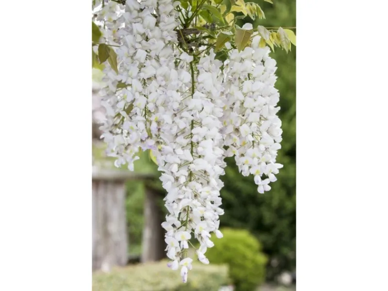 Wisteria Frutescens Nivea Amerikanische Glyzinie Weiß 60–100 cm* Hot