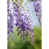 Wisteria Sinensis Chinesischer Blauregen 40–60 cm* Outlet