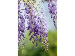 Wisteria Sinensis Chinesischer Blauregen 40–60 cm* Outlet
