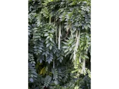 Wisteria Sinensis Chinesischer Blauregen 40–60 cm* Outlet